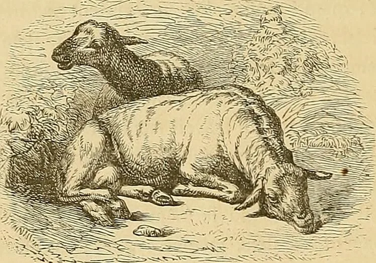 An illustration from Gazette des beaux-arts, 1859, leaf 48