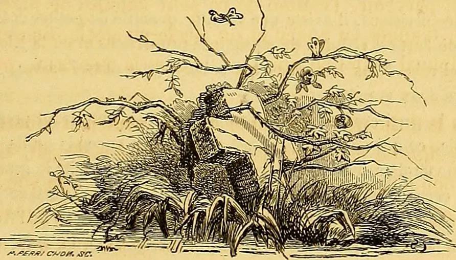 An illustration from Gazette des beaux-arts, 1859, leaf 252