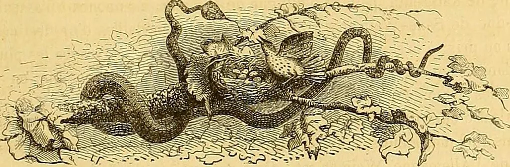 An illustration from Gazette des beaux-arts, 1859, leaf 324