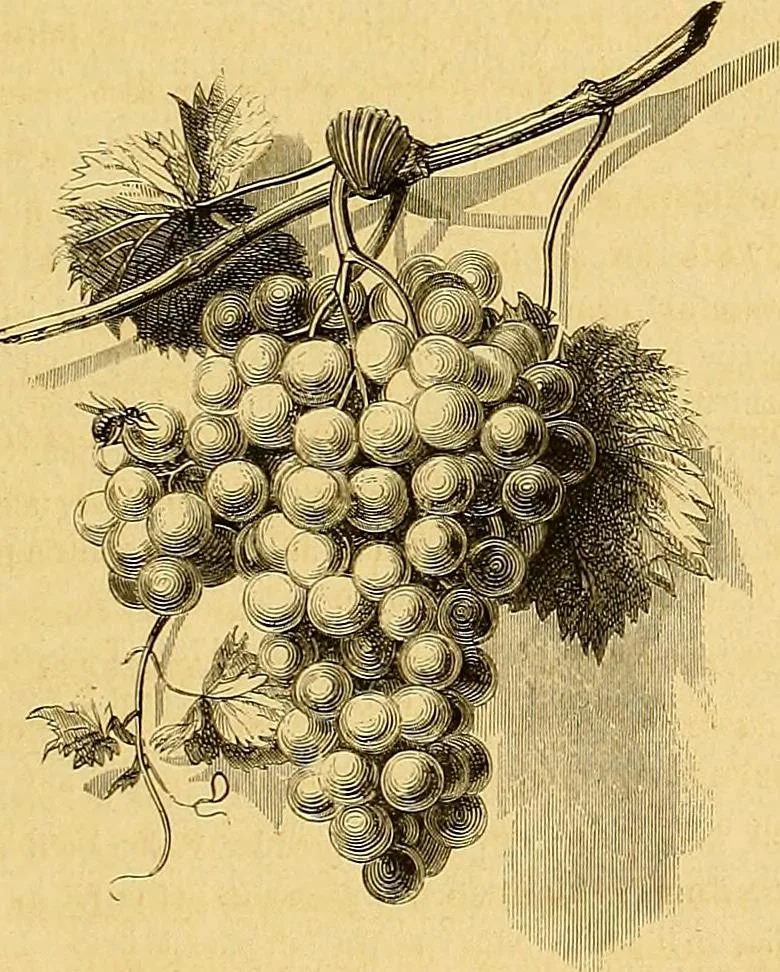 An illustration from Gazette des beaux-arts, 1859, leaf 382