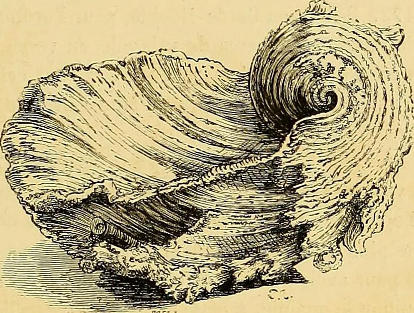 An illustration from Gazette des beaux-arts, 1859, leaf 133
