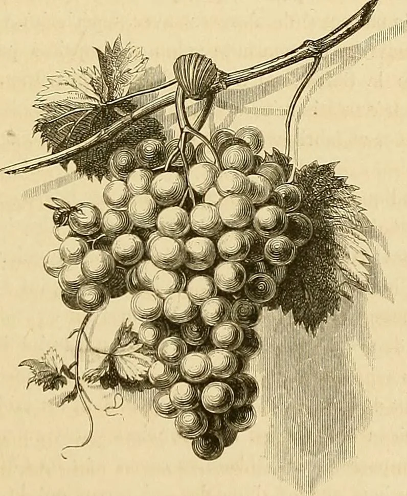 An illustration from Gazette des beaux-arts, 1859, leaf 440