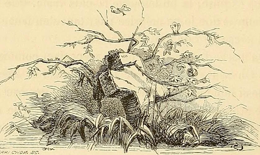 An illustration from Gazette des beaux-arts, 1859, leaf 269