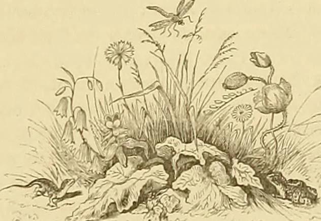 An illustration from Gazette des beaux-arts, 1859, leaf 306