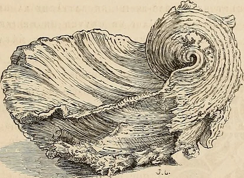 An illustration from Gazette des beaux-arts, 1859, leaf 268
