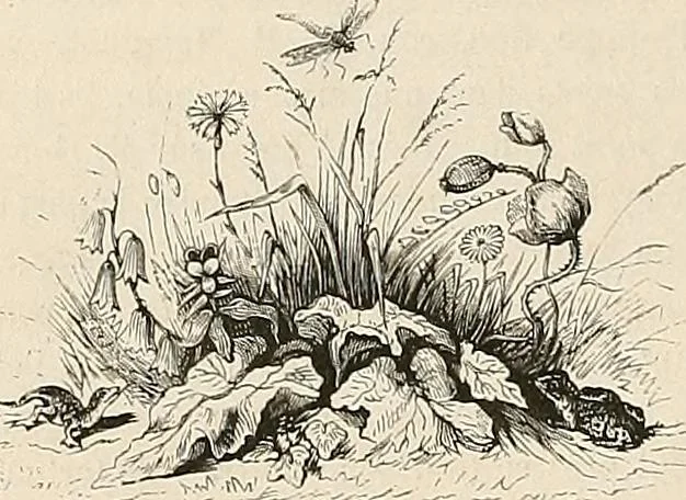 An illustration from Gazette des beaux-arts, 1859, leaf 200