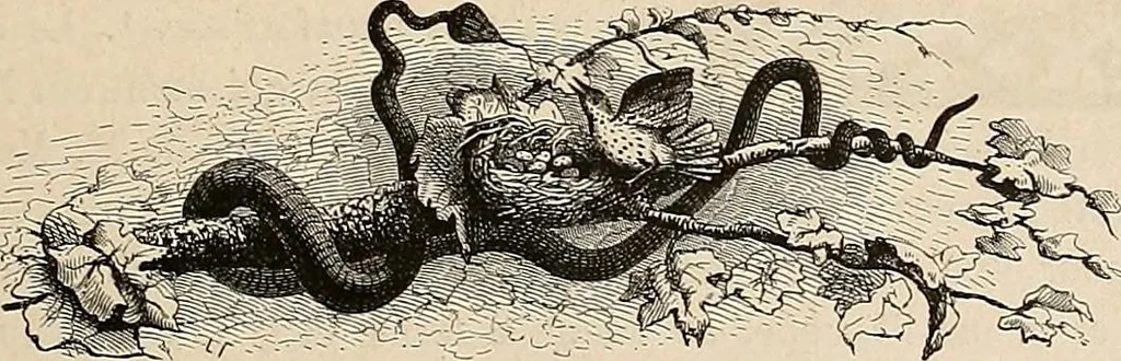An illustration from Gazette des beaux-arts, 1859, leaf 81