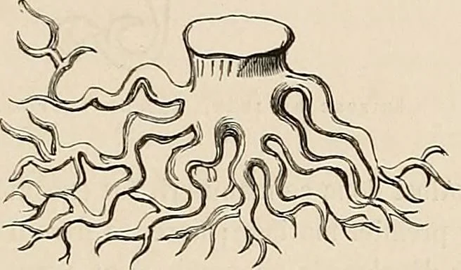 An illustration from Gazette des beaux-arts, 1859, leaf 501