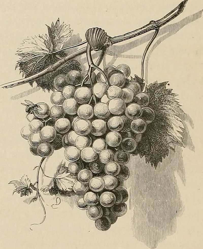 An illustration from Gazette des beaux-arts, 1859, leaf 224