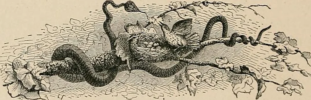 An illustration from Gazette des beaux-arts, 1859, leaf 558