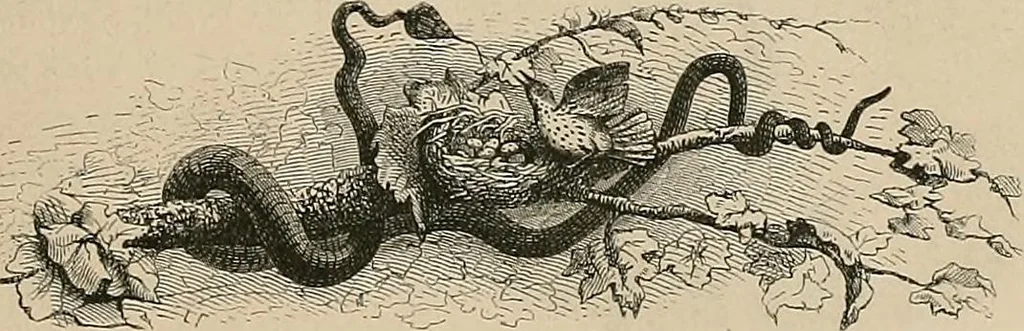 An illustration from Gazette des beaux-arts, 1859, leaf 283