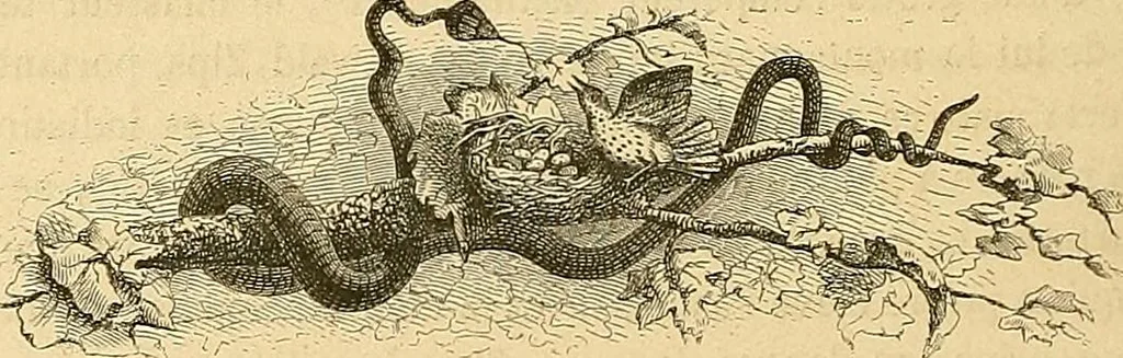 An illustration from Gazette des beaux-arts, 1859, leaf 203