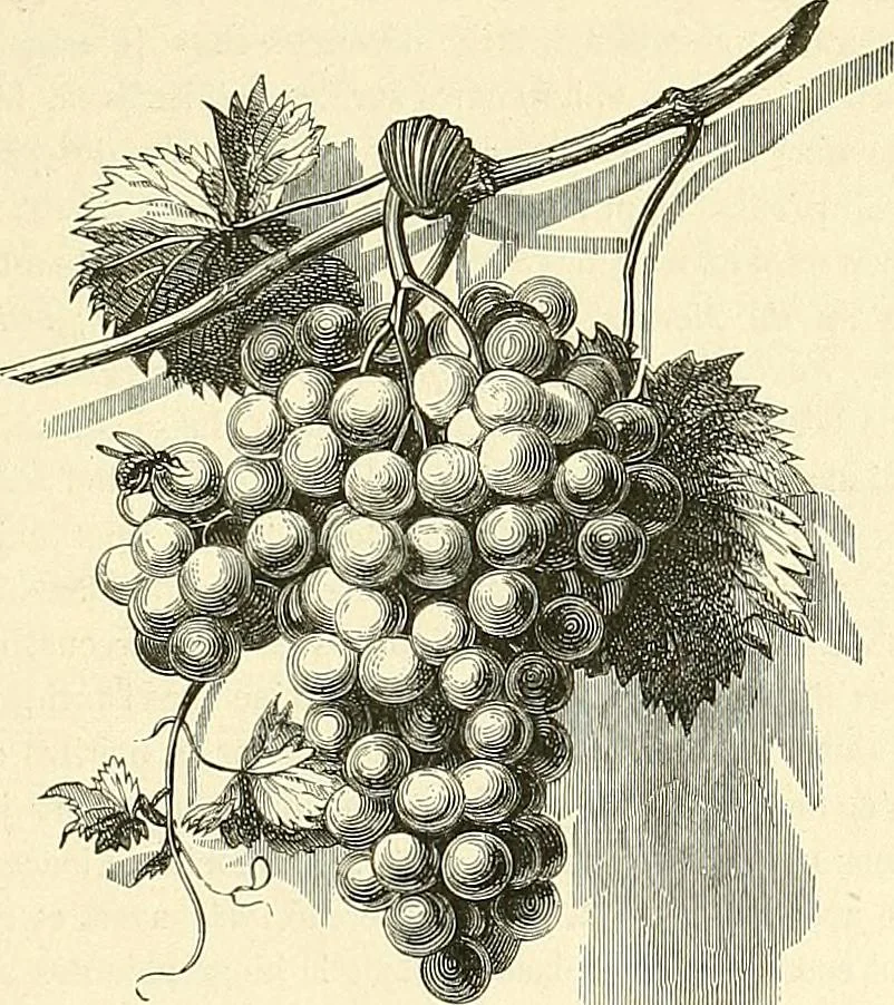 An illustration from Gazette des beaux-arts, 1859, leaf 562