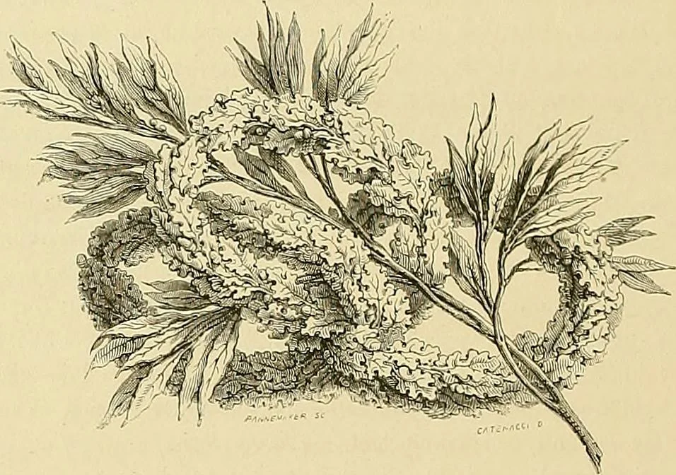An illustration from Gazette des beaux-arts, 1859, leaf 535