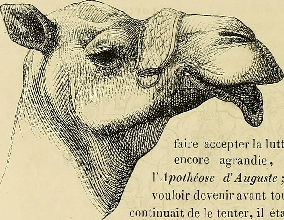An illustration from Gazette des beaux-arts, 1859, leaf 360