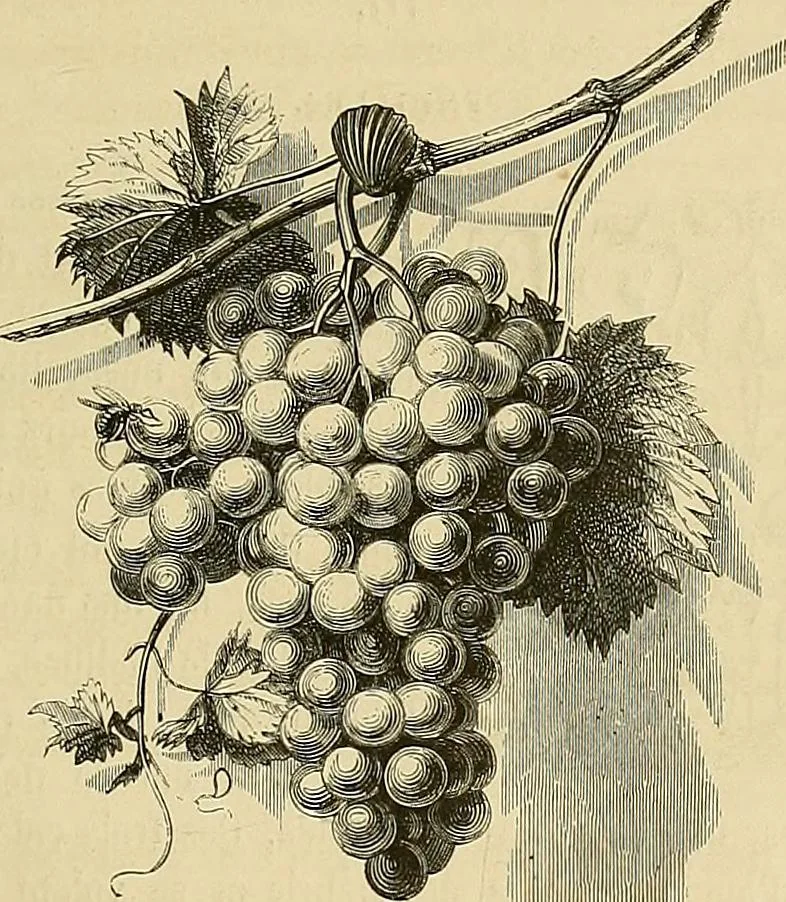 An illustration from Gazette des beaux-arts, 1859, leaf 61