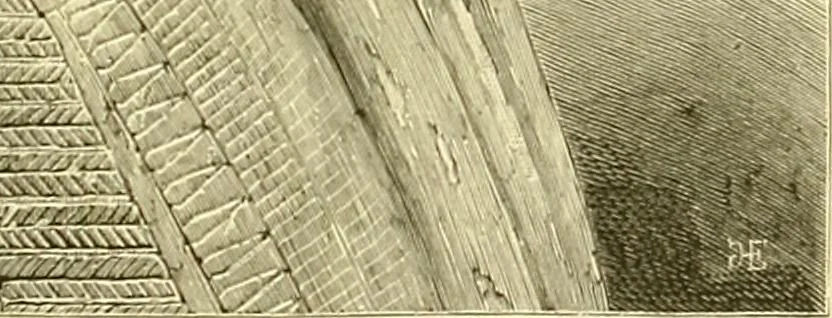 An illustration from Gazette des beaux-arts, 1859, leaf 102