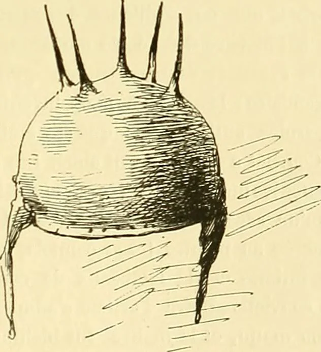 An illustration from Gazette des beaux-arts, 1859, leaf 556