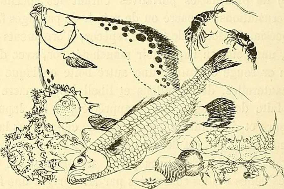 An illustration from Gazette des beaux-arts, 1859, leaf 1020