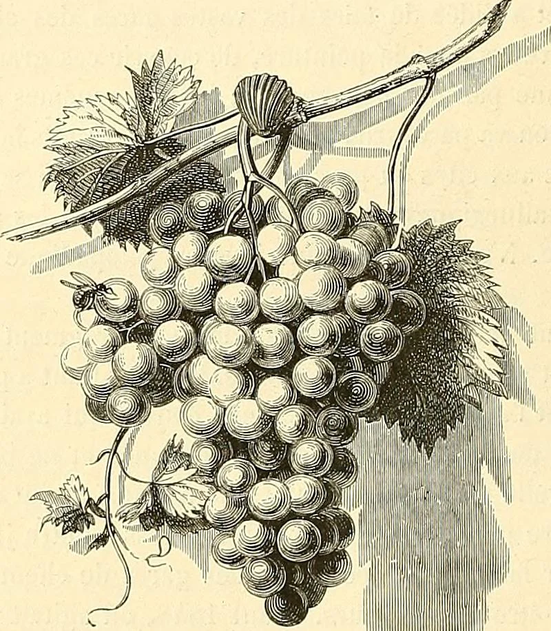 An illustration from Gazette des beaux-arts, 1859, leaf 38