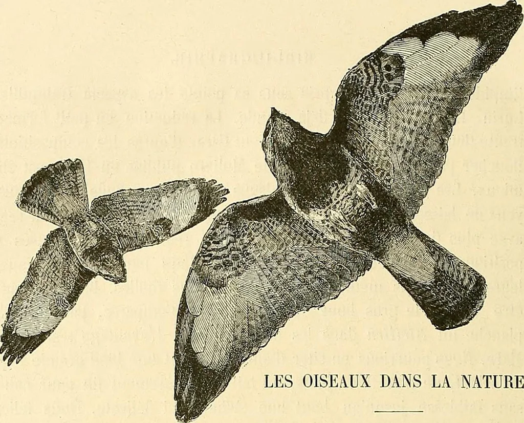 An illustration from Gazette des beaux-arts, 1859, leaf 576