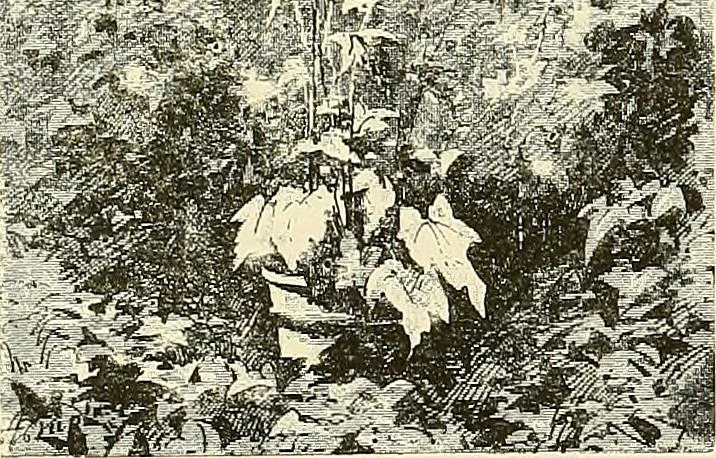 An illustration from Gazette des beaux-arts, 1859, leaf 583