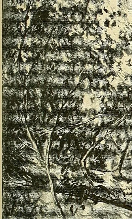 An illustration from Gazette des beaux-arts, 1859, leaf 559