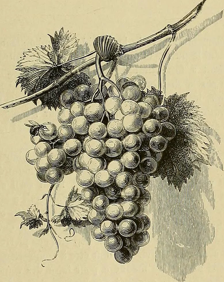 An illustration from Gazette des beaux-arts, 1859, leaf 195