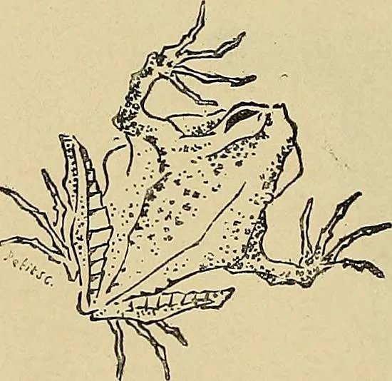 An illustration from Gazette des beaux-arts, 1859, leaf 328