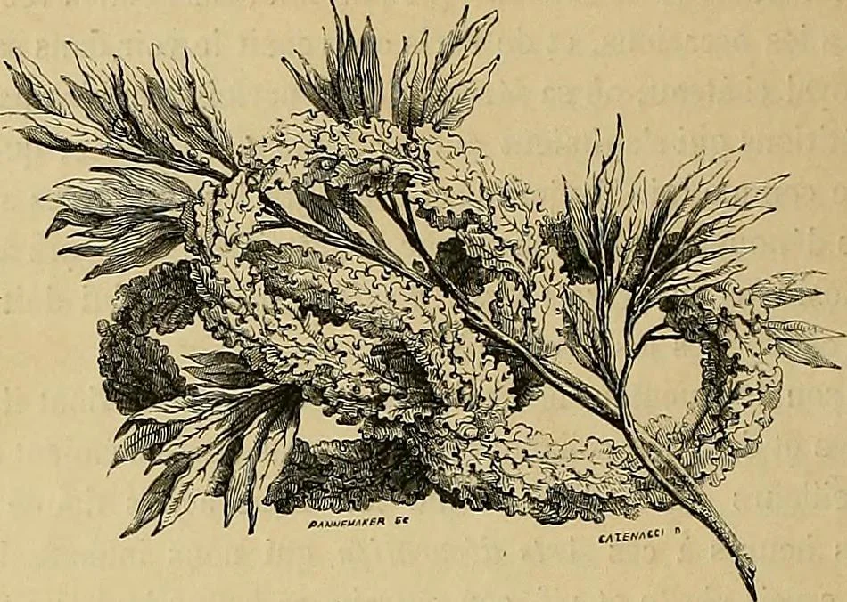 An illustration from Gazette des beaux-arts, 1859, leaf 430