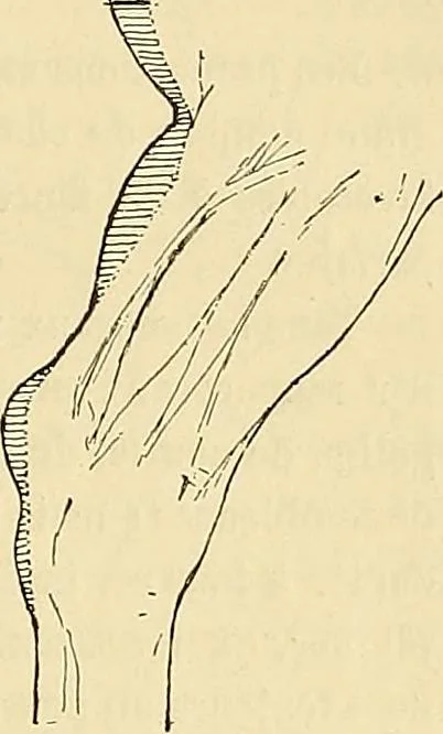 An illustration from Gazette des beaux-arts, 1859, leaf 274