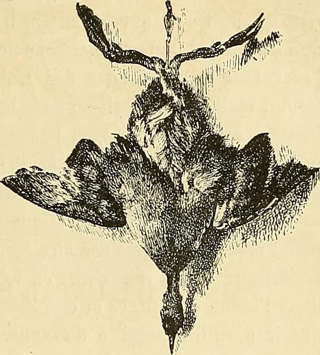An illustration from Gazette des beaux-arts, 1859, leaf 458