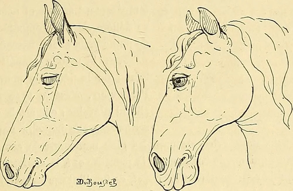 An illustration from Gazette des beaux-arts, 1859, leaf 476