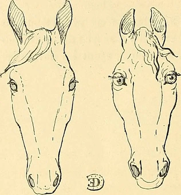 An illustration from Gazette des beaux-arts, 1859, leaf 477