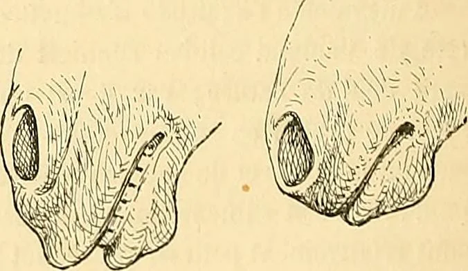 An illustration from Gazette des beaux-arts, 1859, leaf 477