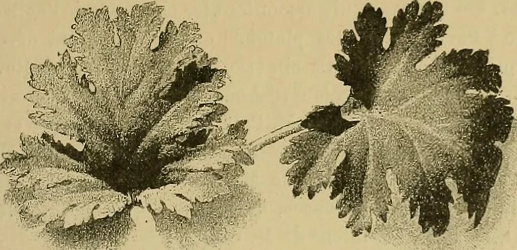 An illustration from Gazette des beaux-arts, 1859, leaf 128
