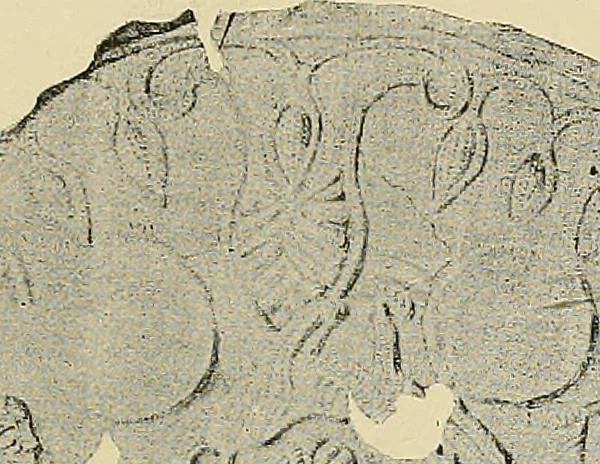 An illustration from Gazette des beaux-arts, 1859, leaf 72