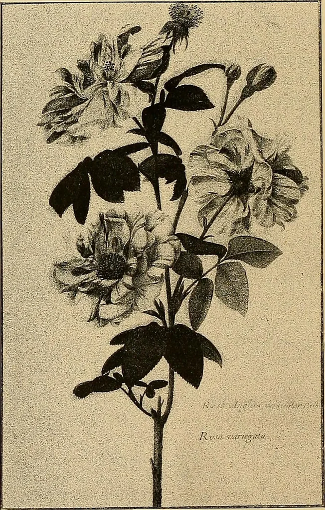 An illustration from Gazette des beaux-arts, 1859, leaf 315