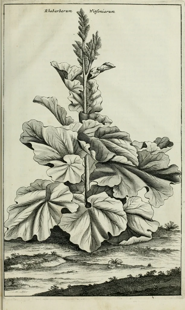 An illustration from Gedenkwaerdig bedryf der Nederlandsche Oost-Indische maetschappye, op de kuste en in het keizerrijk van Taising of Sina: behelzende het tweede gezandschap aen den onder-koning Singlamong en veldheer Taising Lipoui; door Jan van Kampen en Konstantyn Nobel. Vervolgt met een verhael van het voorgevallen des jaers zestien hondert drie ein vier en zestig, op de kust van Sina, en ontrent d'eilanden Tayowan, Formosa, Ay en Quemuy, onder 't gezag van Balthasar Bort: en het derde gezandschap aen Konchy, Tartarsche keizer van Sina en Oost-Tartarye: onder beleit van Zijne Ed. Pieter van Hoorn. Beneffens een beschryving van geheel Sina. Verciert doorgaens met verscheide kopere platen, 1670, leaf 886