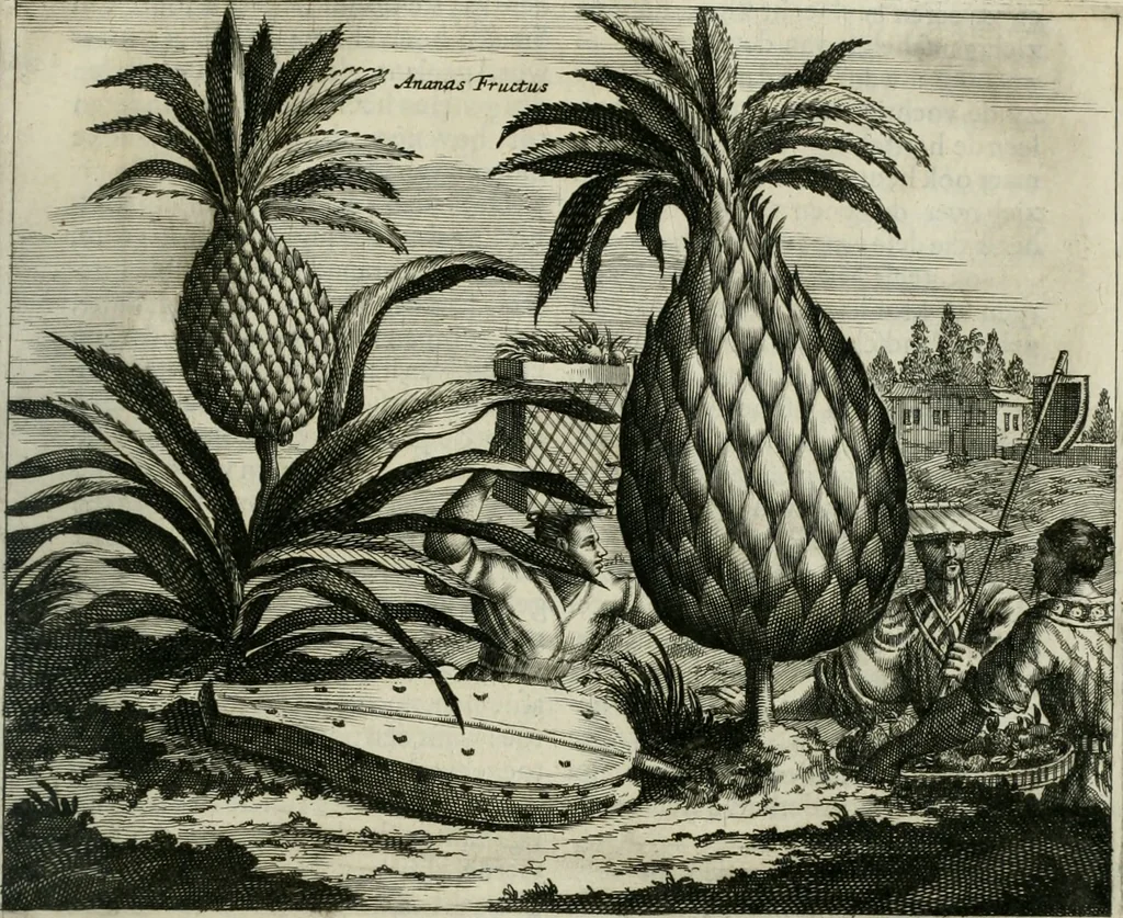 An illustration from Gedenkwaerdig bedryf der Nederlandsche Oost-Indische maetschappye, op de kuste en in het keizerrijk van Taising of Sina: behelzende het tweede gezandschap aen den onder-koning Singlamong en veldheer Taising Lipoui; door Jan van Kampen en Konstantyn Nobel. Vervolgt met een verhael van het voorgevallen des jaers zestien hondert drie ein vier en zestig, op de kust van Sina, en ontrent d'eilanden Tayowan, Formosa, Ay en Quemuy, onder 't gezag van Balthasar Bort: en het derde gezandschap aen Konchy, Tartarsche keizer van Sina en Oost-Tartarye: onder beleit van Zijne Ed. Pieter van Hoorn. Beneffens een beschryving van geheel Sina. Verciert doorgaens met verscheide kopere platen, 1670, leaf 914