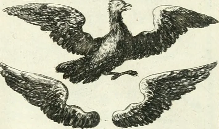 An illustration from Geistliche Herzens-Einbildungen inn zweihundert und fünfzig biblischen Figur-Sprüchen angedeutet : allen andächtige[n] Herze[n], u. der Tugent-Liebenden Jugent, zu einer Gottseligen Belustigung, auch denen Einfältigen, zu einer anmuthigen Vorstellung, unschweren Ergreiffung, und nuzlichen Fassung, auss allen canonischen Büchern der H. Schrifft ..., 1688, leaf 74