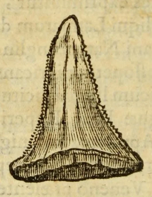 An illustration from Gemmarum et lapidum historia, 1647, leaf 172