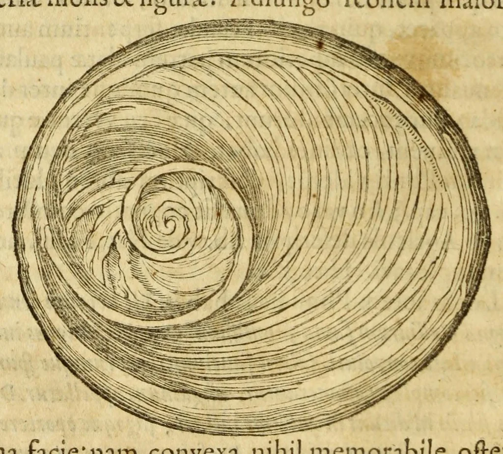 An illustration from Gemmarum et lapidum historia, 1647, leaf 178
