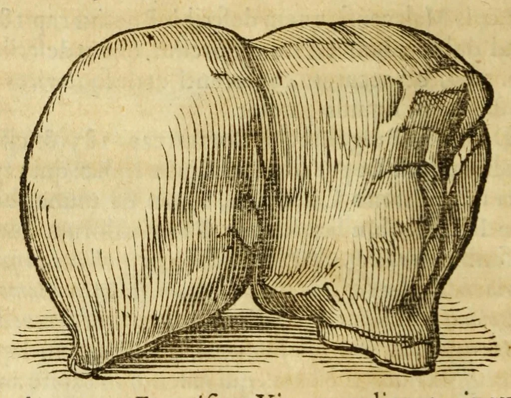 An illustration from Gemmarum et lapidum historia, 1647, leaf 180