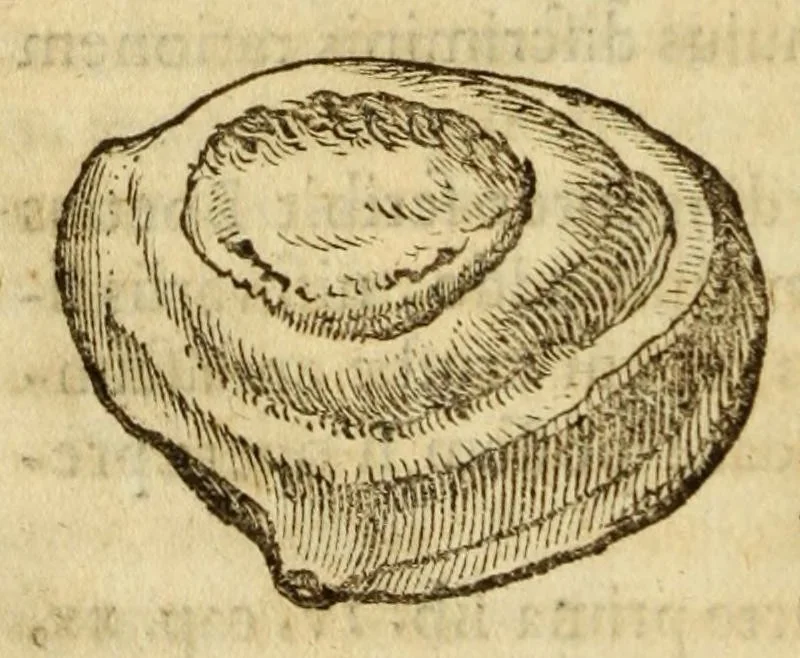 An illustration from Gemmarum et lapidum historia, 1647, leaf 182