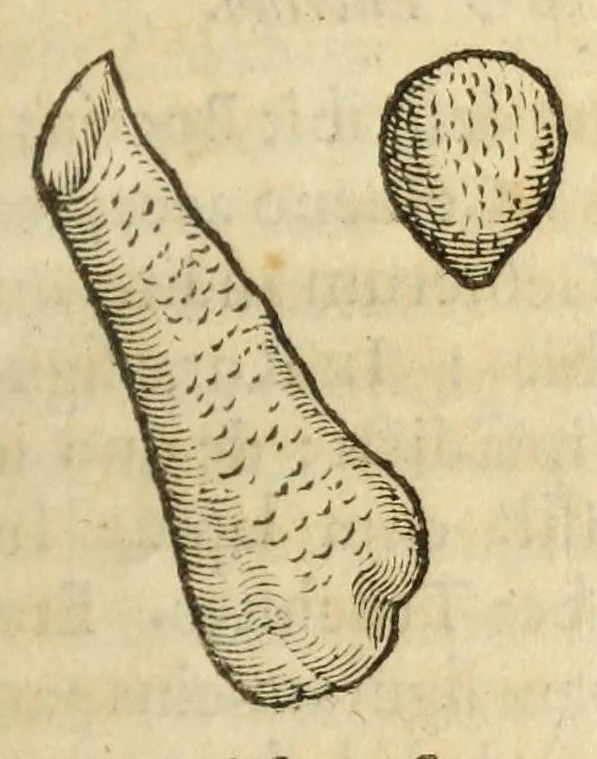An illustration from Gemmarum et lapidum historia, 1647, leaf 205
