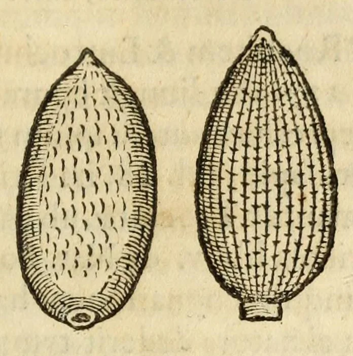 An illustration from Gemmarum et lapidum historia, 1647, leaf 205