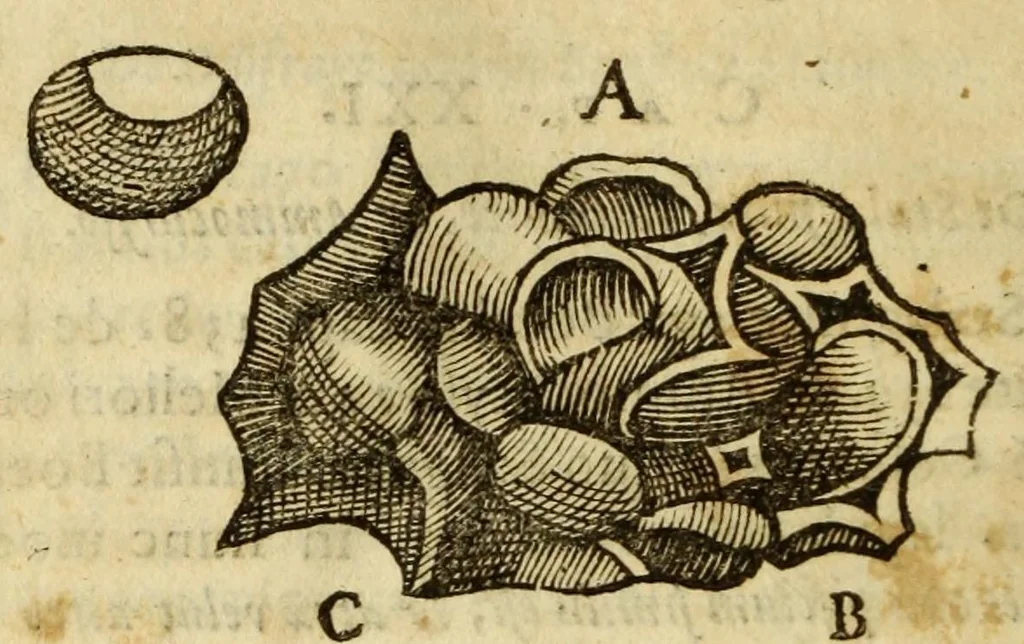 An illustration from Gemmarum et lapidum historia, 1647, leaf 214