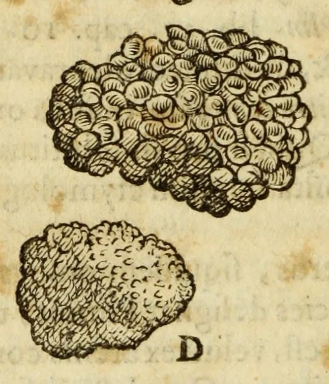 An illustration from Gemmarum et lapidum historia, 1647, leaf 214
