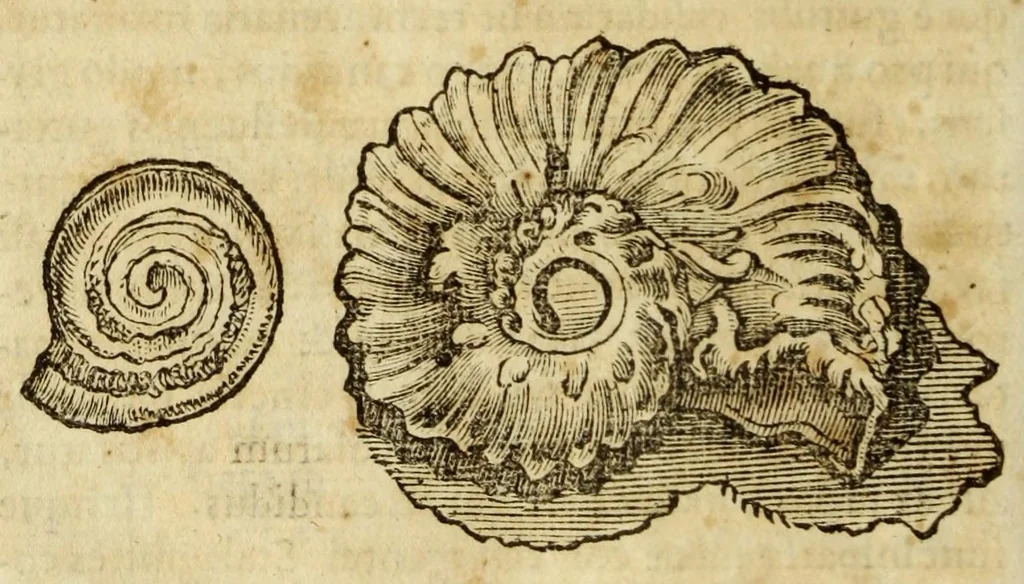 An illustration from Gemmarum et lapidum historia, 1647, leaf 216